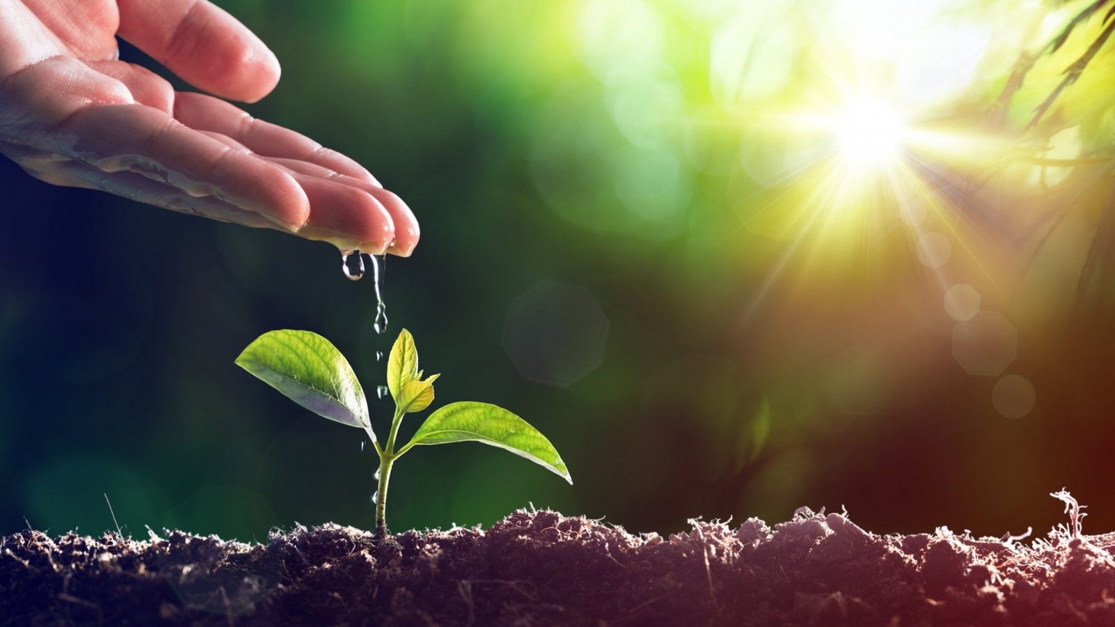 What we water, grows