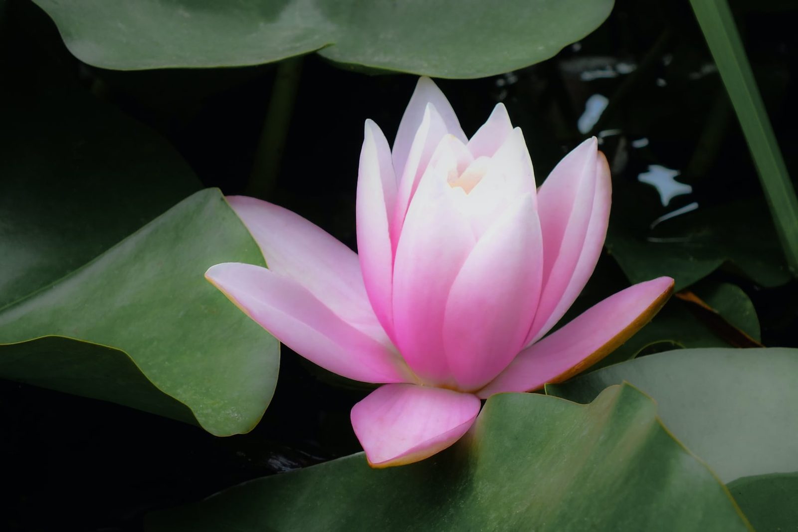 The lotus rises clean from muddy water